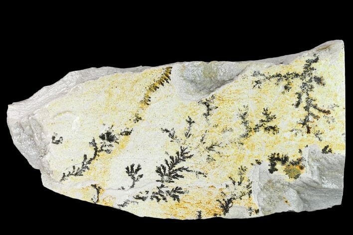 Slab of Dendrites On Limestone - Utah #133267
